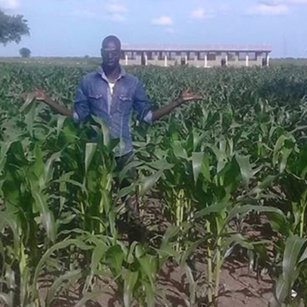 A Man Standing in the Middle of a Corn Field